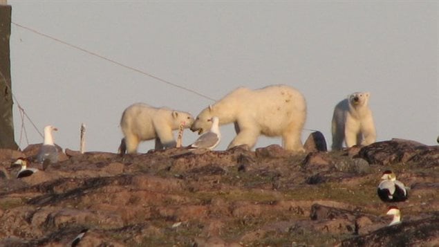 Polar bears eating bird eggs. Without sea ice to hunt seals, in desperation bears will forage in bird colonies and can literally destory an entire colony