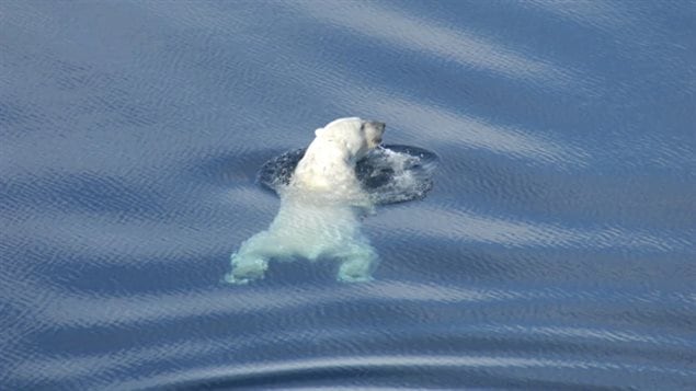 An polar bear specialist found bears in the Beaufort sea were forced to swm much farther to find sea ice, resulting in a hgher cost in the animal’s energy reserves.