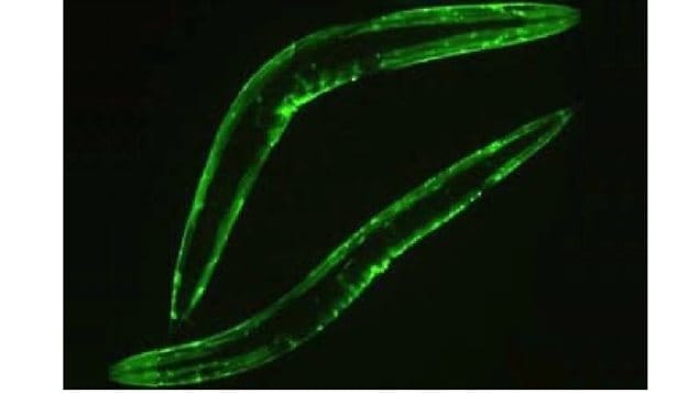 Thousands of these tiny C elegans worms went to space to study long-term effects on DNA from microgravity, and cosmic radiation