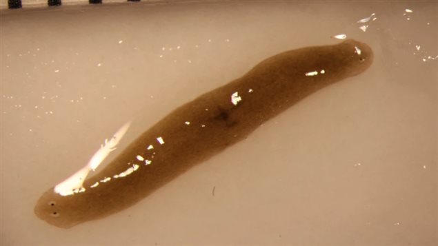 When this worm went to the International Space Station, it had one head. Now it has two. 