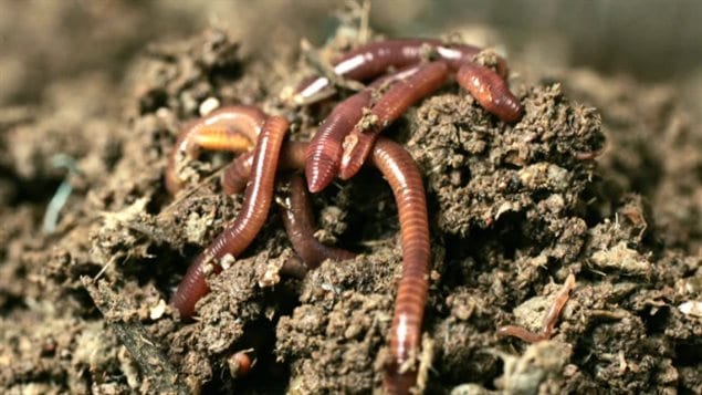  The humble earthworm, a critical element in order to produce food crops in long distance space travel, and eventually long duration stays on Mars.