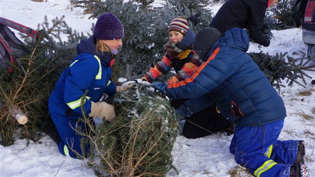 Many Canadians like to go as a family to harvest their own Christmas tree.