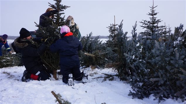 People were invited to come and chop down a tree for conservation reasons last year in the western province of Alberta. A similar event is planned in neighbouring Saskatchewan.