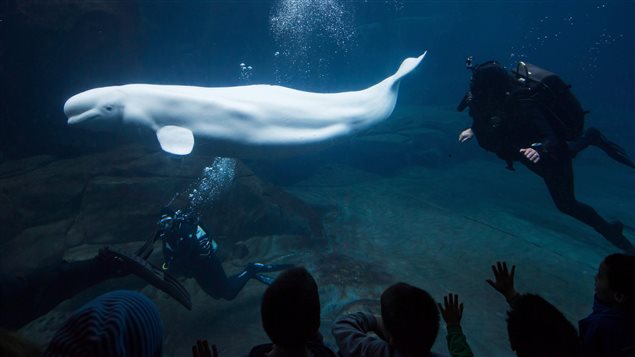 Aurora swam with two divers at the Vancouver Aquarium on January 18, 2015. She and her mother died within a day of each other in November 2016.