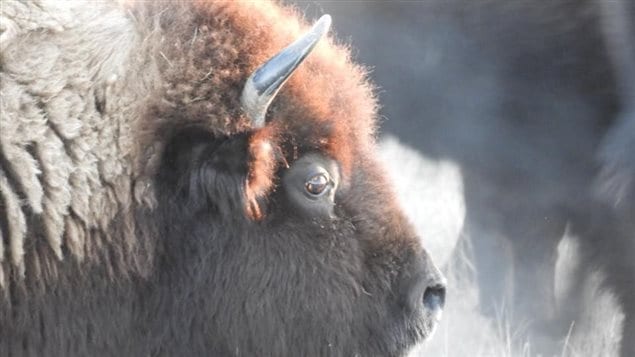 When collaring a bison, you do want to tie down the horns.