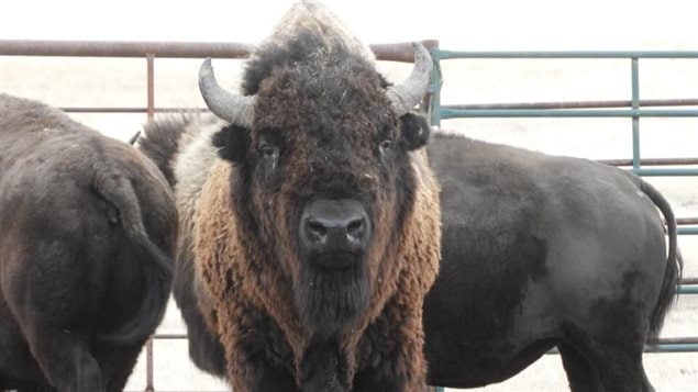 How do you get a collar on a bison?