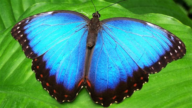 Among the butterflies to be featured at the museum will be the Blue Morpho.