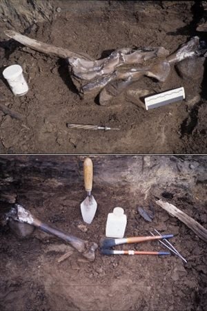 Bones from Protarctos abstrusus were found at the Beaver Pond site on Ellesmere Island.