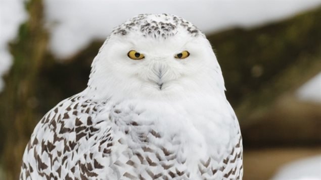 Dwaine Oakley, co-ordinator of the East Point Bird Count, says he hopes to see some snowy owls during this year’s count. 