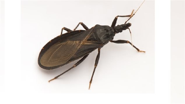 Triatomine bug- or *kissing bug* which is the vector or carrier of the parasite that causes chagas disease
