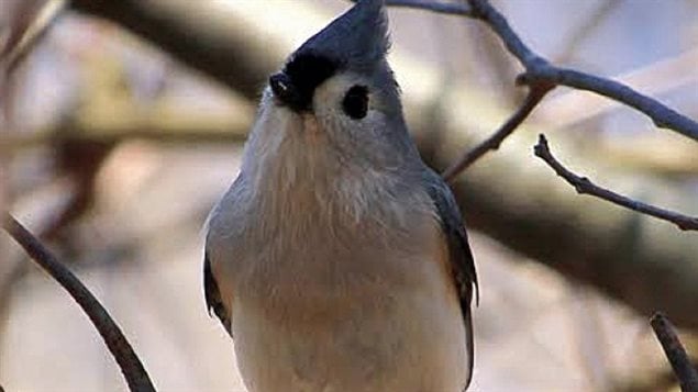 A tufted titmouse was among the rare sightings in the 2016 Christmas Bird Count, put on by the Hamilton (Ontario) Naturalists’ Club.