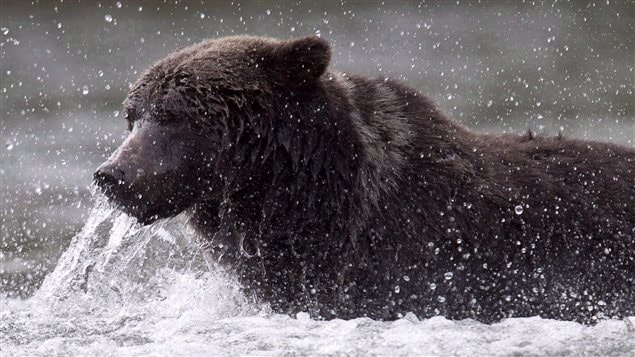 Grizzly bears are omnivores and particularly like fishing for salmon.