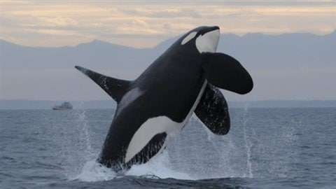 L95, a 20-year-old male, frolics in Nootka Sound off Vancouver Island earlier this year. Animal rights activists are bound and determined to see whales live at sea, not in aquariums.