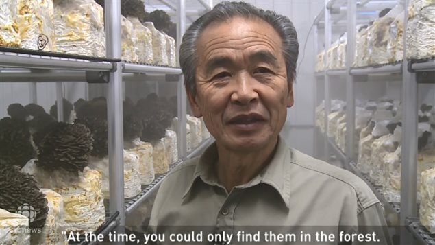 吉永奥拉有几十年温室养殖舞茸蘑菇的经验