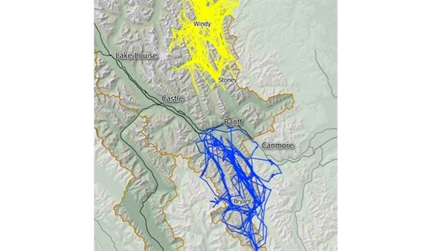 A map showing the movements of a female wolf from the Panther-Cascade pack in yellow and a male wolf from the Spray pack in blue. The Banff resort twon is the centre of the map.