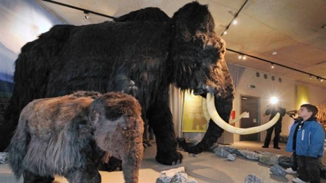 Could we resurrect the wooly mammoth, or at least something very close to it? Science is edgng closer to doing such things, but should they? 