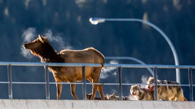 Feb 2016. The Banff wolf pack corners an elk on a railway overpass within the park. The railway through the park has often proven deadly for bears and wolves, including members of this pack.