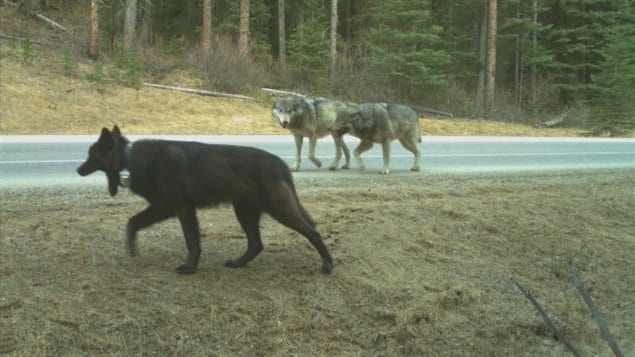 April 2016: the remaining members of the now none existant Bow Valley pack, one clearly wearing a tracking collar, captured by remote camera. Vehicles and trains pose a deadly threat to the animals as do people careless with food, or who think its cool to try to feed them themselves