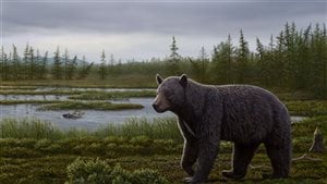 Artist’s reconstruction of a primitive bear based on fossils found 1,000 km north of the Arctic Circle.Photo Credit: Mauricio Anton/Canadian Museum of Nature