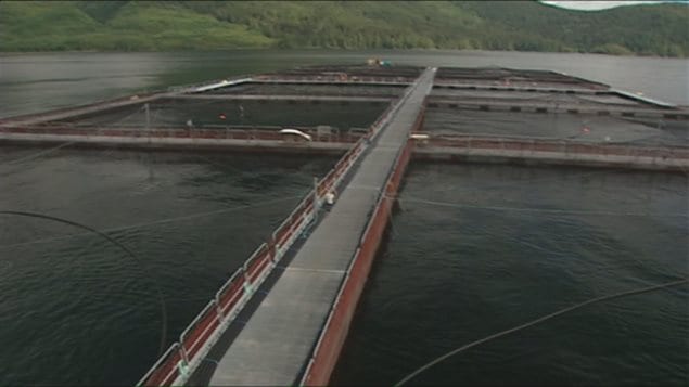 Marine Harvest operates over 30 fish farms in B.C., which employ over 500 people. 