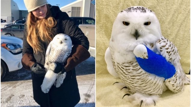 Tahoe, the snowy owl, was rescued and is being treated for a concussion and broken wing by Megan Lawrence.