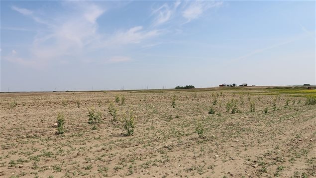 This should be a bright yellow field of mustard plants. In 2015 Alberta declared an *agricultural disaster* due to drought. Drought is often followed by flooding as dried earth is unable to quickly absorb heavy rains, another feature of changing climate