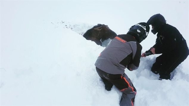 Snowmobilers got out their shovels and dug through the snow to free a moose stuck in a bog hole.