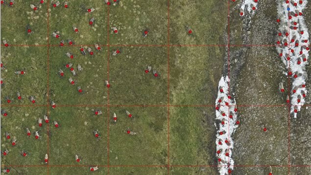 Biologists carefully enumerate caribou in photographs collected over the Richardson Mountains in July 2017 by zooming in and placing a dot on individual caribou.