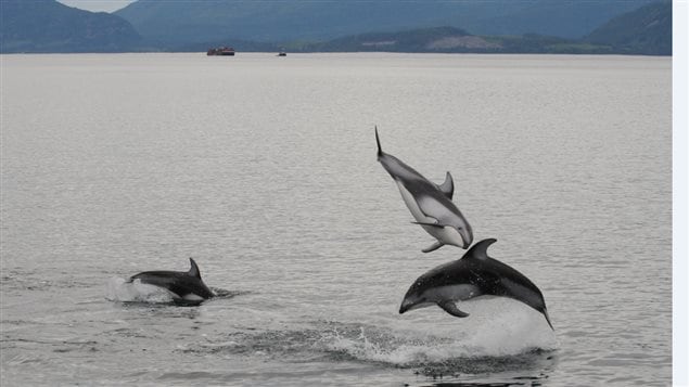 Pacific white-sided dolphins have returned to Canada’s west coast.