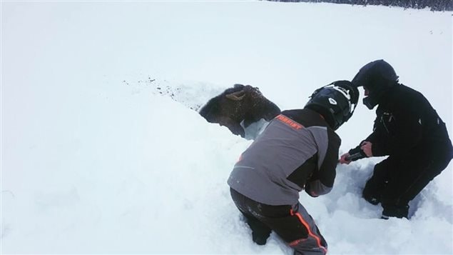 Alce atrapado en la nieve cerca de Deer Lake en Terranova y Labrador el 30 de diciembre 2017. 