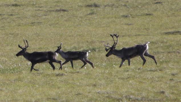 This Aug. 12, 2009 photo shows migrating caribou in the Porcupine River Tundra in the Yukon Territories.
