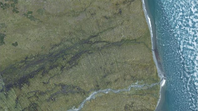 Aerial photograph of Porcupine caribou herd group in July 2017.