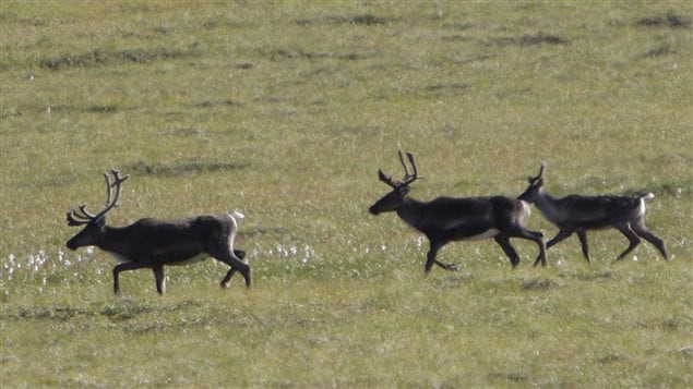 This Aug. 12, 2009 photo shows migrating caribou in the Porcupine River Tundra in the Yukon Territories.