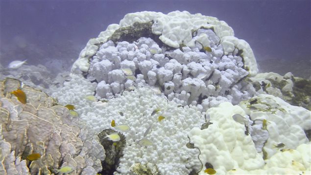 The intervals between bouts of coral bleaching are less than half of what they used to be, according to a new study.