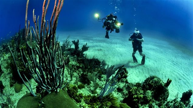 Coral reefs are built by organisms that cannot withstand higher ocean temperatures.