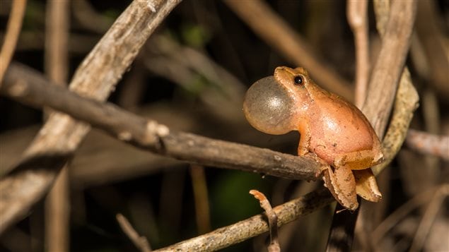 The spring peeper is one of the creatures affected by road salt.
