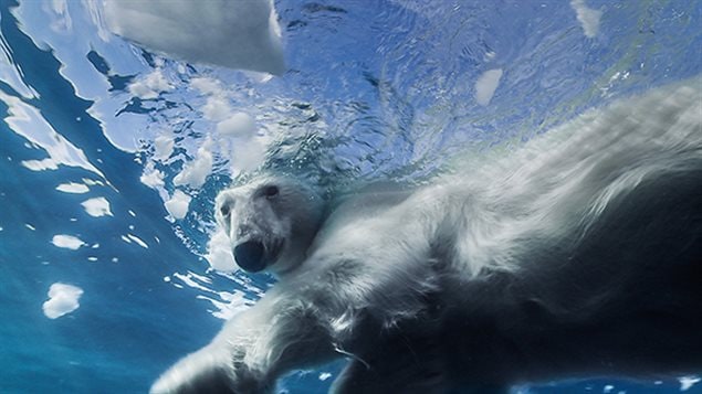 Michon will have to look out for polar bears during his 1,500-kilometre trek and dives along the Northwest Passage. The majestic Arctic predators are excellent swimmers and can kilometres of open water.