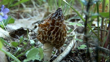 Champignons sauvages
