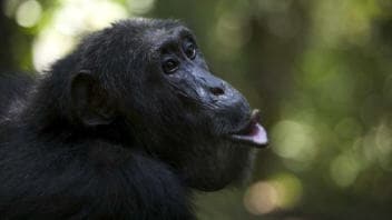 Une guenon chimpanzé
