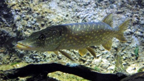 Un brochet