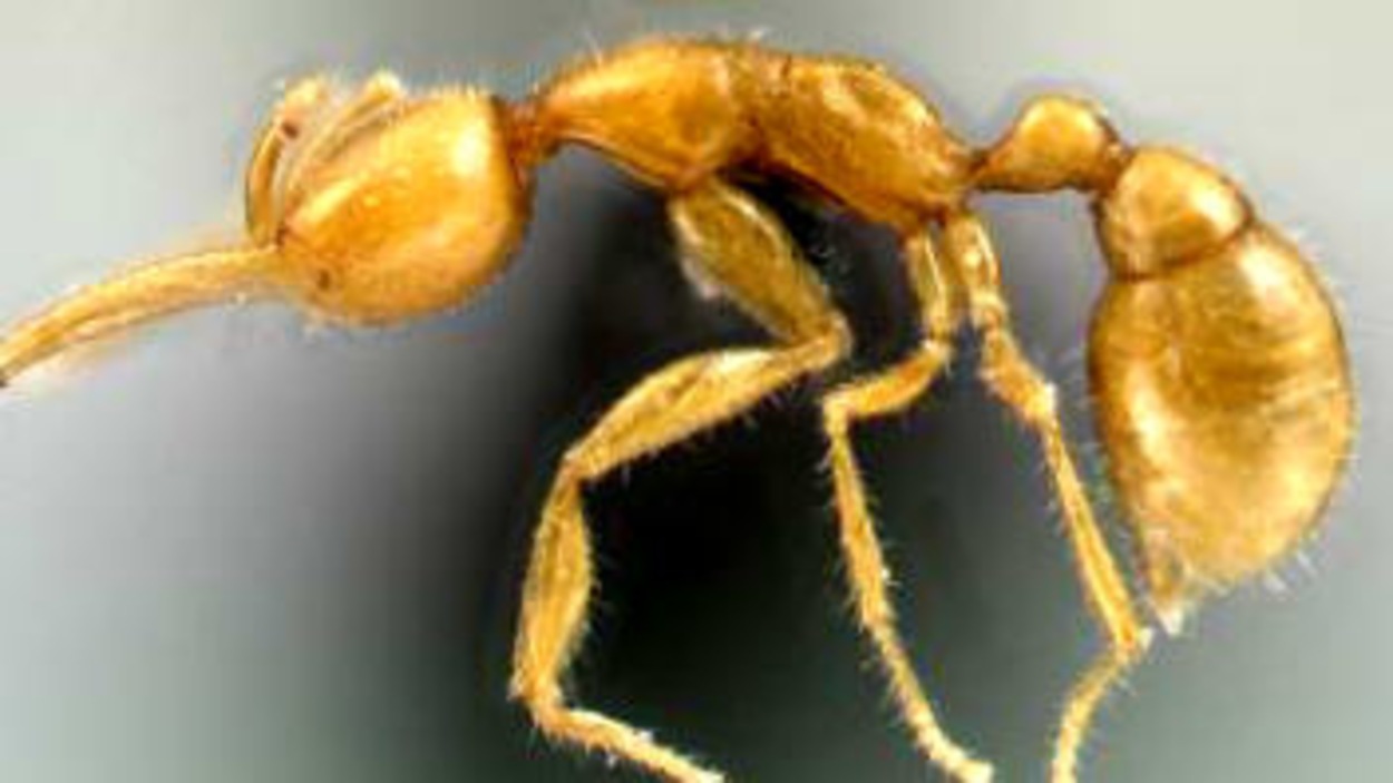 Voici la Martialis heureka RadioCanada