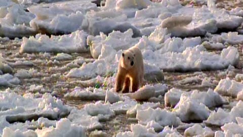 Ours polaire sur la banquise fondante
