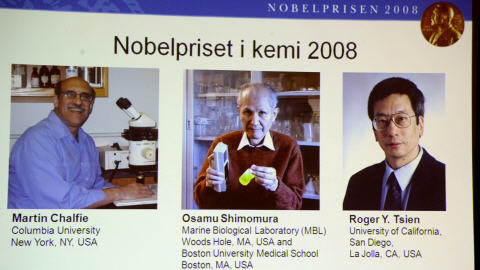Les trois récipiendaires du Nobel 2008 de chimie, le Japonais Osamu Shimomura et les Américains Martin Chalfie et Roger Y. Tsien.