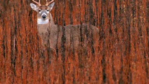 Cerf de Virginie