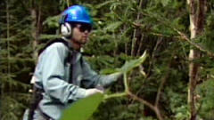 Aménagement forestier