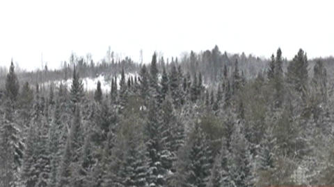 Forêt boréale en hiver