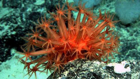 corail-espece