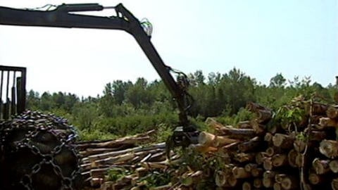 Coupe forestière