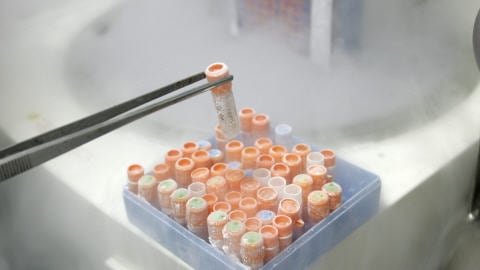 Des tubes contenant des cellules souches, à l'Université de Sao Paulo (archives)