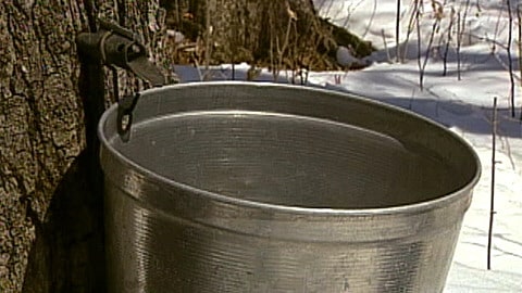 Sirop d'érable